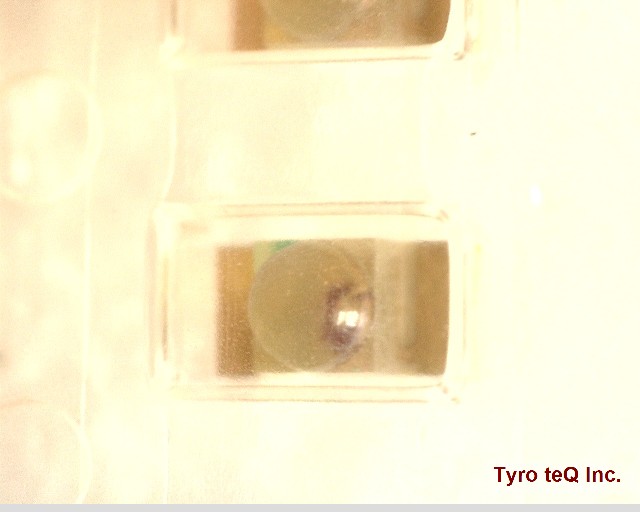 HAY1105W-TR